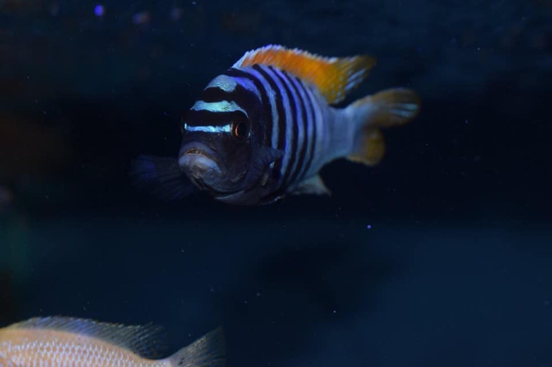 Maylandia pyrsonotos 'Nakantenga Island'